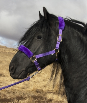 Purple Halter NH-38